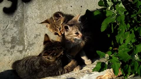 Some kittens get home some are not | We all need to care for them