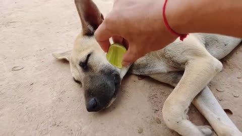 Wow Amazing!!! Lemon Prank Dog So Funny Action 2021