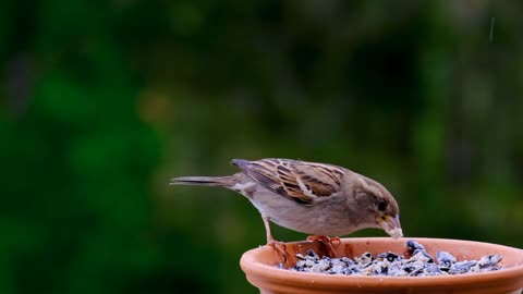 A. Small. Beautiful sparrow is eating in a cup looking so cute