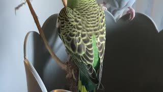 Baby Budgie Parakeet 5 weeks