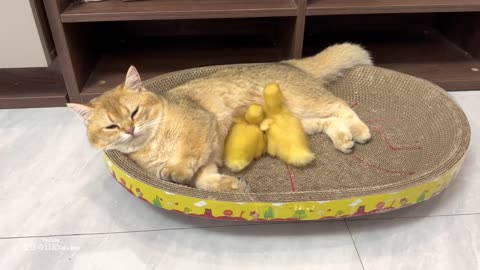 Interesting duckling. The kitten takes care of the duckling seriously and is the duckling's mother😊