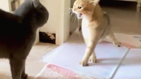 Funny cat Cute Cat Laughing Cats Compilation (2023)