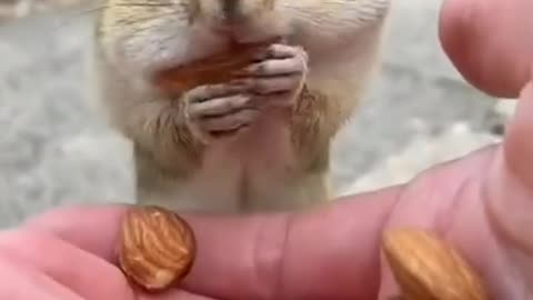 Squirrel video