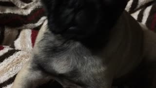 Pug puppy adorably gets the hiccups for the first time