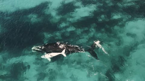 A pod of Southern Right Whales