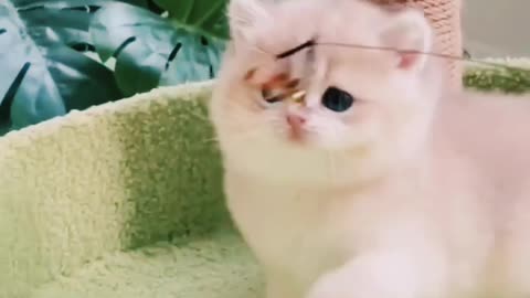 Cute cat