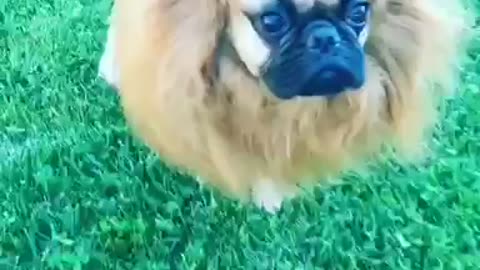 Doggy wearing mane re-creates scene from 'The Lion King'