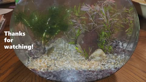 Underwater Garden Small Aquascape in a Bowl