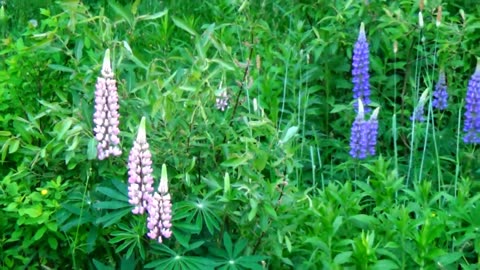 Lupines