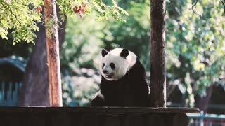 A giant panda basking in the sun