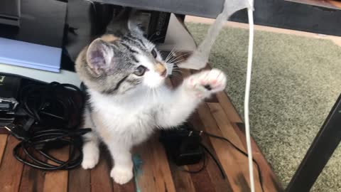 Beautiful catty is playing under the table