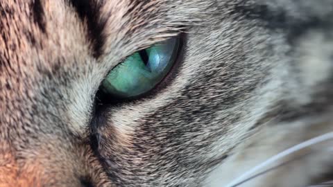 How to TREAT CONJUNTIVITIS in CATS at HOME ???? Eye Cleaning Remedies