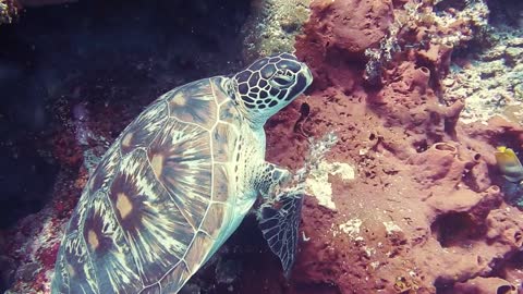 Beautiful Turtle swimming Underwater
