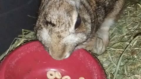 🐇 Cottontail Loves Her Cereal 😊