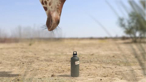 Elephant vs Giraffe Water Fight