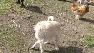 Luna and chickens