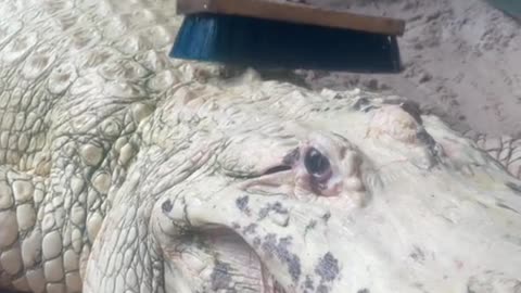 Scrubbing a giant leucistic alligator at @gatorland don’t try this at home 🐊