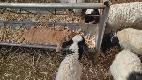 A collection of animals, cats, sheep, like you on vacation