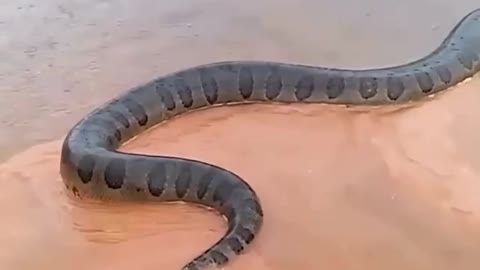 terrifying the biggest snake in the amazon river !