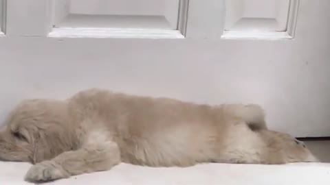 Sleeping dog