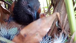 The mother brown-winged cuckoo brought food