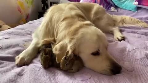 Golden Retriever and Baby Bunnies - Amazing Friendship