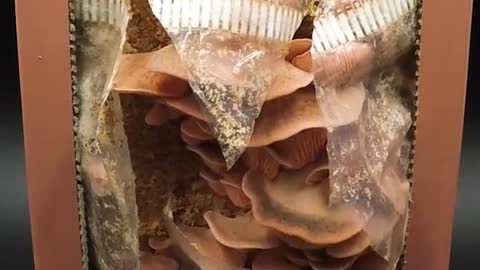 Pink oyster mushroom grow kit.