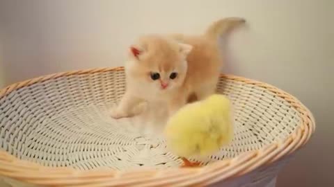 Funny Cat Kittens walk with a tiny chicken funny Video