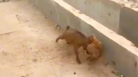 A stubborn hen fighting with a goat🐐