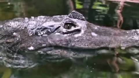 VIDEOS OF GIANT ALLIGATORS AND CROCODILES, WILD AND DANGEROUS ANIMALS RELEASED INTO THE NATURE!