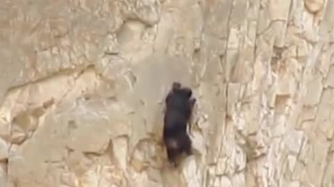 Are the two bears climbing a cliff? My god