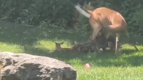Mother Deer shielding Calf: brave Encounter😥