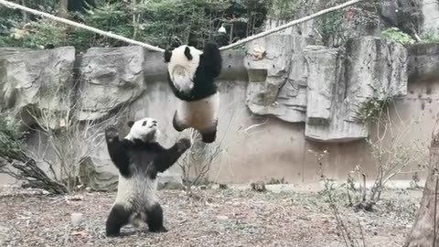 Cute panda video