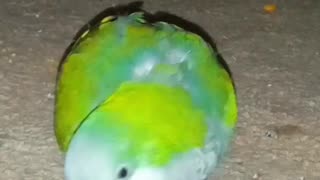 Meanest quaker parrot you'll ever meet. Video #1