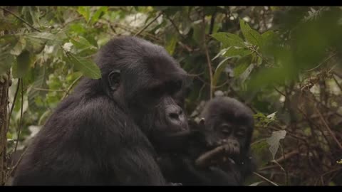 Gorilla's Survival Saga: A Three-Way Battle Against Leopard and Giant Python Unfolds!