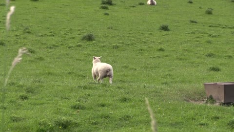 Trolling a sheep's funny epic reaction