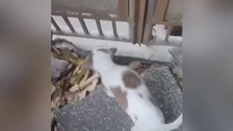 Adorable Cat Playing With My Cute Puppy Real Love