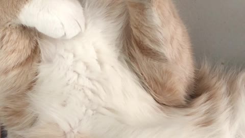 close up of a cream beige furred cat sleeping on its back