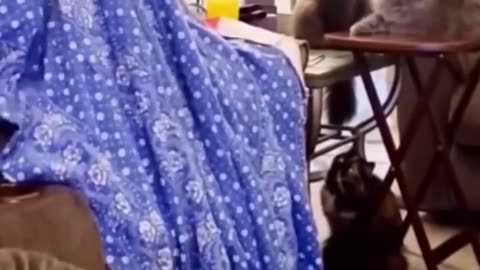 Funniest Cats and Dogs 🐶🐱 | Funny Animal Videos #9