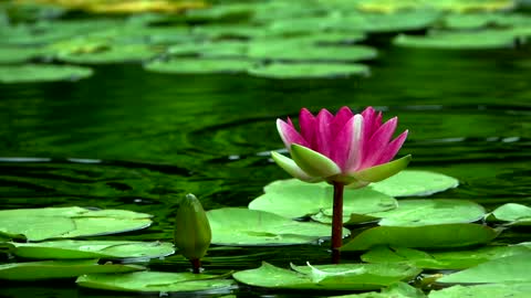 Beautiful lotus flower in a lake