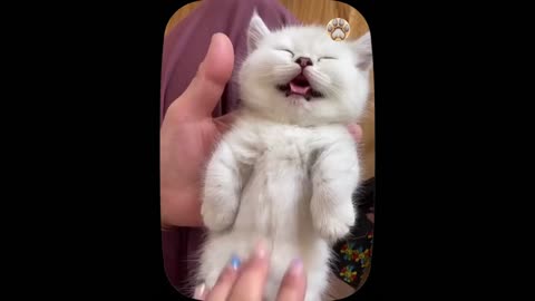 Having a bad day- These adorable kittens will make you smile - Part 2
