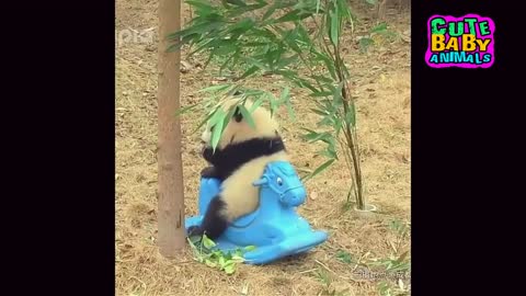 Baby Panda First Meet With Toys and Playing - Cute Baby Animals