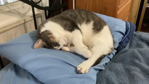 Nappy On Pillow Time!!😻🛏️