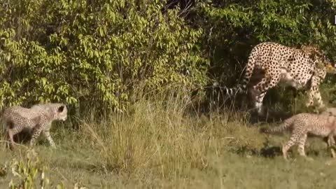 Touching Story ! Lion Becomes Gentle To Adopt Cheetah's Cubs - Cheetah Vs ,Oryx-1