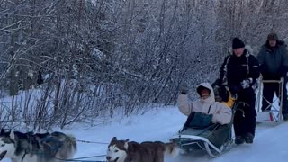 Husky Dog Sledding & Mushing Experience in Fairbanks, Alaska in November, 2022