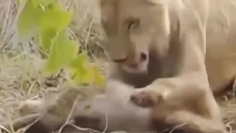 Lion attack a monkey😱😱#shorts #rumbleshorts #viral #trending