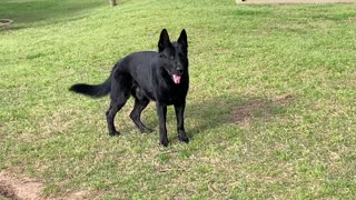 Female in HEAT flirting with Sergeant... Radiant Rachel the GSD