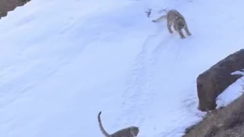 Fighting between two leopard in Snow