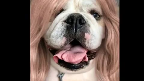 Dogs with Funny hairstyle |youtube funny animal videos| Dogs