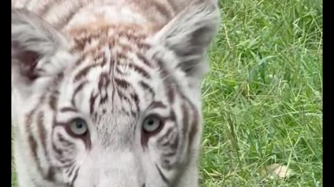 A close-up of a white tiger